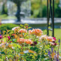 The Lark Ascending® roses in a mixed border