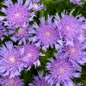 Totally Stoked™ Riptide Stoke's Aster purple flower close up