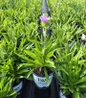 Totally Stoked™ Riptide Stoke's Aster in the Farm