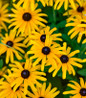 Treasure Trove Black-Eyed Susan flower close up