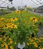 Treasure Trove Black-Eyed Susa flowering in pot