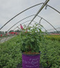 Trippy Pink® Butterfly Bush #3 container plant