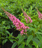 Trippy Pink® Butterfly Bush hot pink blooms
