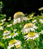 Vanilla Drip™ Coneflower Stems With Flowers