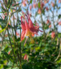 Wild Columbine flower focus