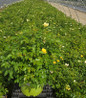 Easy Bee-zy™ Knock Out® landscape shrub rose in #3 pot