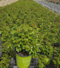 Easy Bee-zy™ Knock Out® landscape shrub rose in #2 pot