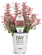 Maestro® Coral Hummingbird Mint in proven winners pot