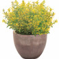 Maestro® Gold Hummingbird Mint in indoor pot