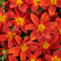 Campfire® Red Ember Bidens flower close up