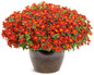 Campfire® Red Ember Bidens in large indoor planter