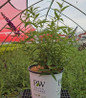 Buddleia x Darkest Night® #3 pot