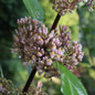 Bubble Up™ Beautyberry flower bud