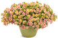 Superbells Magic® Double Grapefruit Calibrachoa in indoor pot
