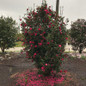 Ruby Camellia x sasanqua