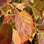 Sugar Shack® 2.0 Buttonbush bicolor foliage