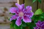 Baroness Fookes Clematis pink-purple bloom