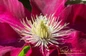 Elpis Clematis deep pink flower closeup