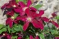 Elpis Clematis deep pink blooms