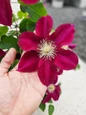 Elpis Clematis flower held in hand