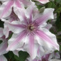 Ithemba™ Clematis Variegated Flower Up Close