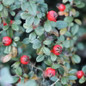 Silverstone™ Cotoneaster with red fruit