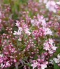 Yuki Cherry Blossom Deutzia pink blooms