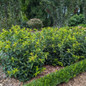 Kodiak Green® Diervilla dark green foliage