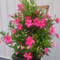 Sundenia® Suprema Vivid Pink Dipladenia blooming in pot