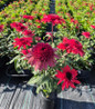 Double Dipped® Raspberry Ripple in pot