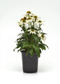 Sombrero Poco™ White Coneflower in indoor pot