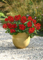 geranium interspecific solera red dark container container