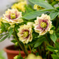 Wedding Party® Father of the Bride Lenten Rose flower focus