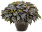 Sweet Caroline Sweetheart Shadowstorm™ Sweet Potato Vine in fancy planter