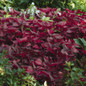 Blazin Rose Bloodleaf bright red foliage