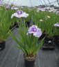 Iris ensanta 'Center of Attention' in pot