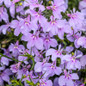 Laguna® Royale Lilac blooms