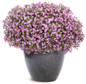 Laguna® Royale Pink Lobelia in glossy pot