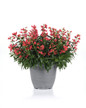 Rock Candy® Coral Beardtongue in gray pot