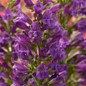 Summit Sweets™ Purple Beardtongue flower close up
