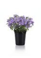 Candy Cloud™ Blue Phlox in a glossy planter