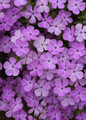 Candy Cloud™ Lavender Phlox full of blooms