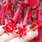 Colorburst™ Deep Red Cape Fuchsia Blooms With Yellow Centers