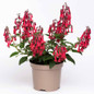 Colorburst™ Deep Red Cape Fuchsia In Grower Pot