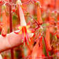 Colorburst™ Orange Cape Fuchsia With Bright Orange Blooms and Yellow Centers