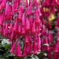 Colorburst™ Rose Cape Fuchsia Flowers Close Up