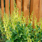 Colorburst™ Yellow Cape Fuchsia Growing By The Fenceline