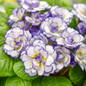 Belarina® Rhapsody Primrose multicolor flower