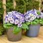 Belarina® Rhapsody Primrose planted in 2 large planter