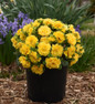 Prima Belarina® Spring Sun Primrose covered in blooms